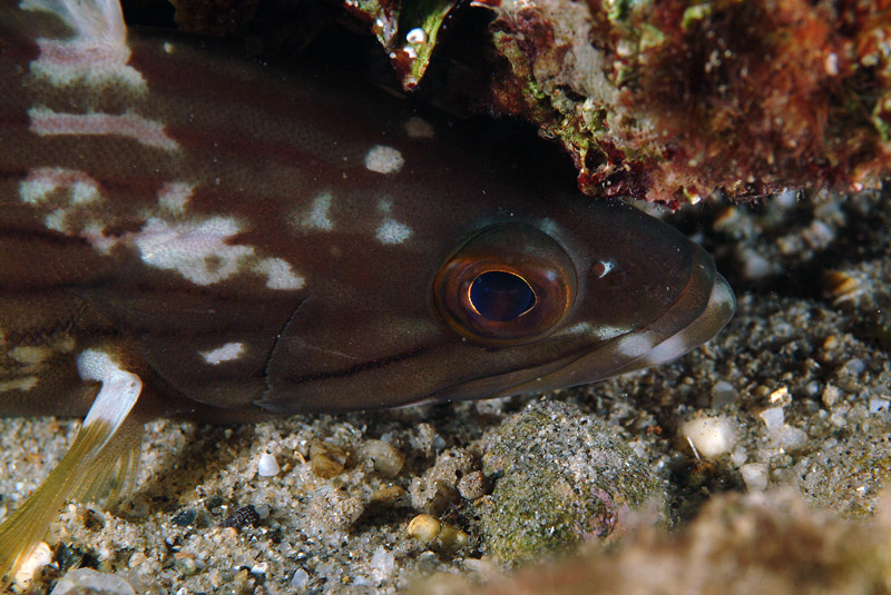 Epinephelus costae